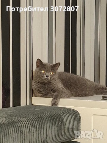 Британски късокосмести котета, снимка 4 - Британска късокосместа - 53066488