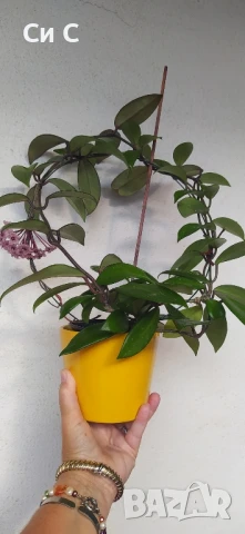 Ароматна ХОЯ 💯 ВОСЪЧЕ 