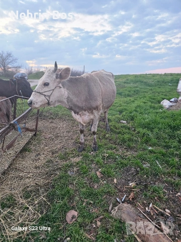 semental na 3 tele prasnotelka sls 20 litra mlako, снимка 2 - Крави - 54239436