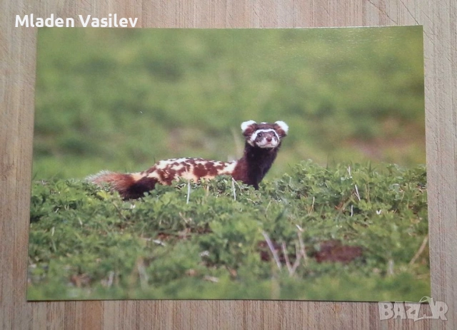Колекция пощенски картички с авторски фотографии на животни, снимка 4 - Колекции - 53480611