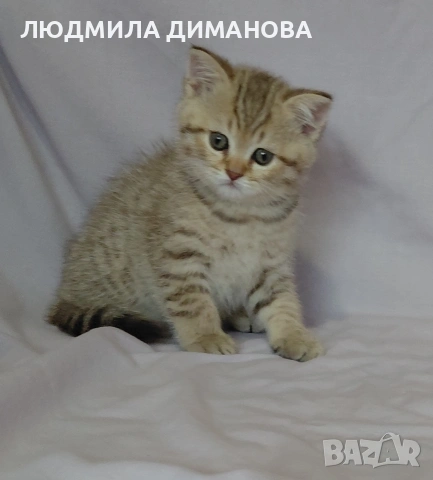 Шотландски мъжки. , снимка 4 - Британска късокосместа - 53587525