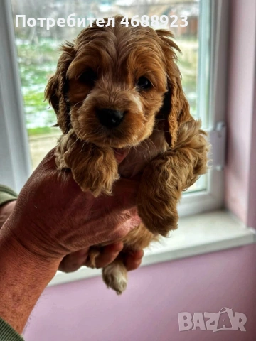 Продават се чистокръвни кокер шпаньоли, снимка 2 - Кокер шпаньол - 53063124