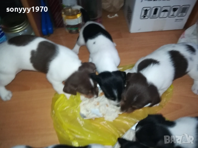 джак ръсел-кученце по избор 250лв за брой 1809250756, снимка 5 - Джак ръсел териер - 51752344