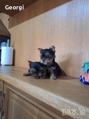 Йоркширски териер. Йорки