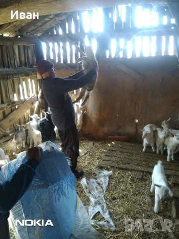 ярета, снимка 4 - Кози - 53262361