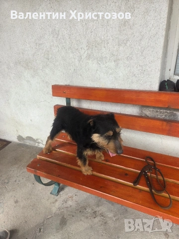 ягдтериер яктериер обучени на подземен лов и гонки