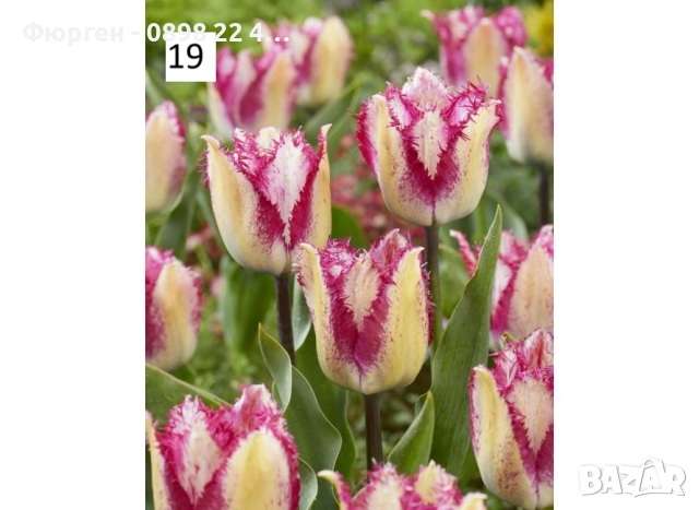 Луковици на лалета, снимка 6 - Разсади - 51436409