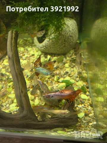 Декоративни гупи, снимка 5 - Рибки - 53197365