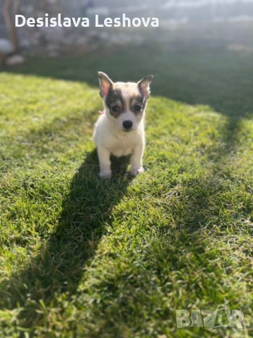 Тези малки сладури си търсят дом :), снимка 5 - Чихуахуа - 53519919