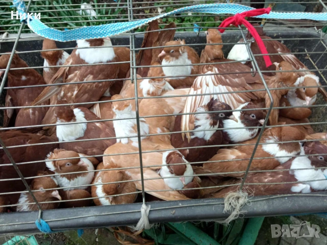 Гълъби Чирпански , снимка 3 - Гълъби - 53066216