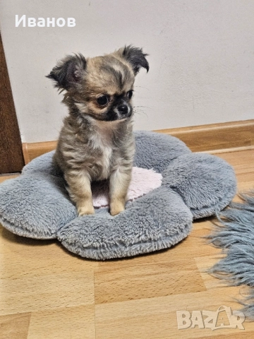 Мини чихуахуа , снимка 4 - Чихуахуа - 52394409