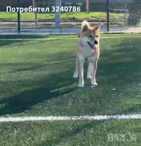 Shiba Inu За разплод Мъжко, снимка 2 - Шиба ину - 52823987
