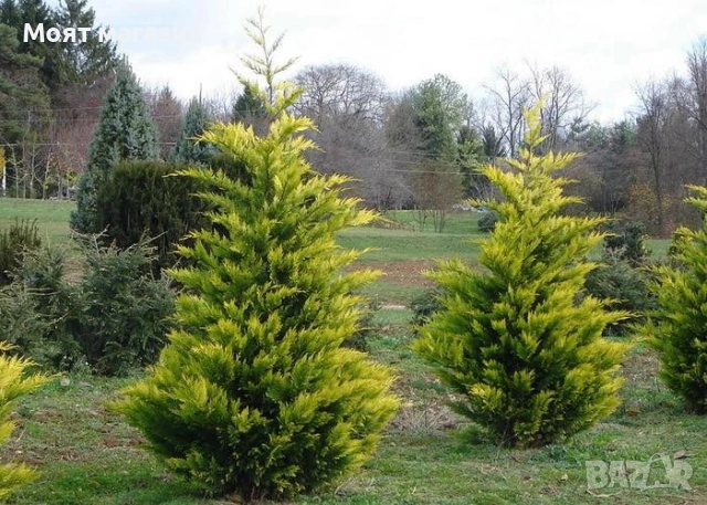 Купарис - Лейланди /gold rider, снимка 3 - Градински цветя и растения - 53649883