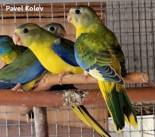 Различни видове птици на добри цени , снимка 6 - За птици - 51362622