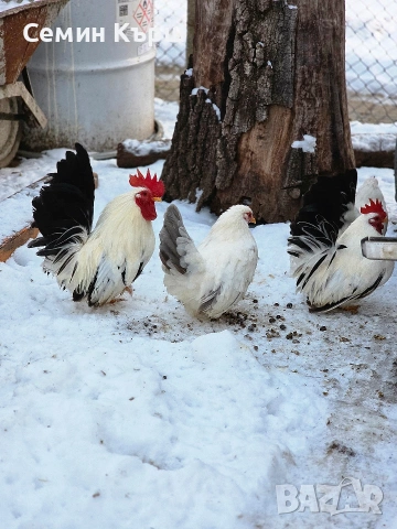 Шабо, снимка 4 - Кокошки и пуйки - 53461928