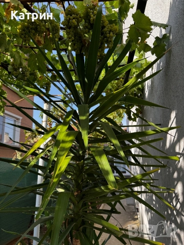 Палма Юка, снимка 5 - Градински цветя и растения - 51643171