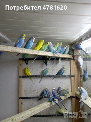 Вълнисти папагали, снимка 8 - Папагали - 54019154