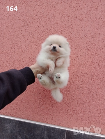 Померани. Момичета , снимка 6 - Померан - 52885415