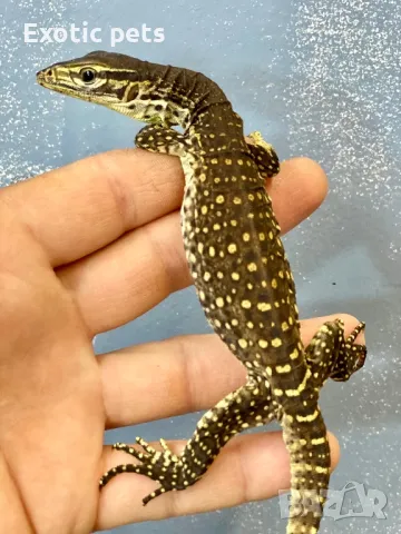 Варан Аргус, Varanus Panoptes , снимка 2 - Други - 49379388