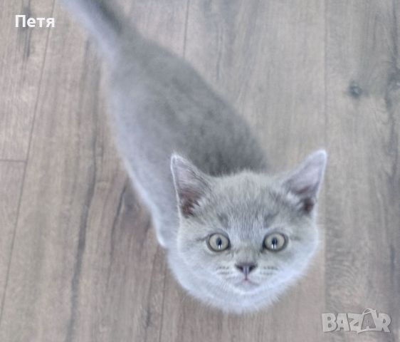 Британски котета, снимка 1 - Британска късокосместа - 46146058