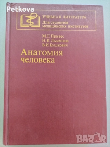 Анатомия человека