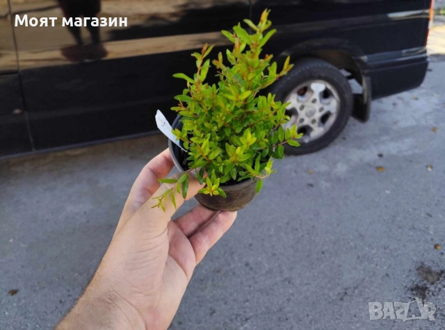 Нар фиданки, снимка 6 - Градински цветя и растения - 53641244