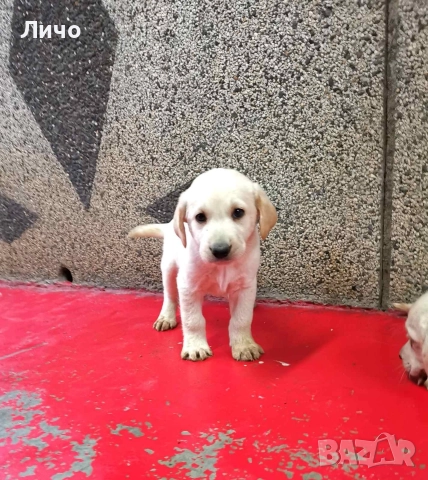 продавам лабрадори ОСТАНАХА САМО ЖЕНСКИ , снимка 5 - Лабрадор ретривър - 52679704
