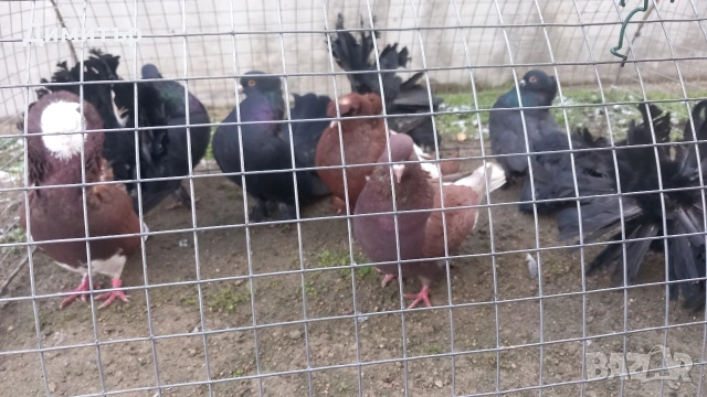 Продавам гълъбите от снимките , снимка 3 - Гълъби - 53144161