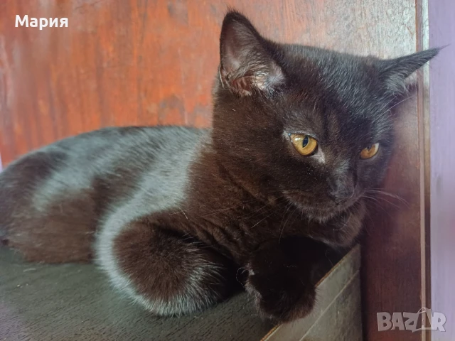 Черни британски котенца , снимка 2 - Британска късокосместа - 50832276
