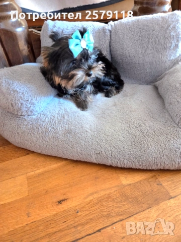 йоркширски териер, снимка 3 - Йоркширски териер - 54294247