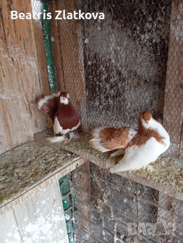 продавам гълъби, снимка 6 - Гълъби - 53924444