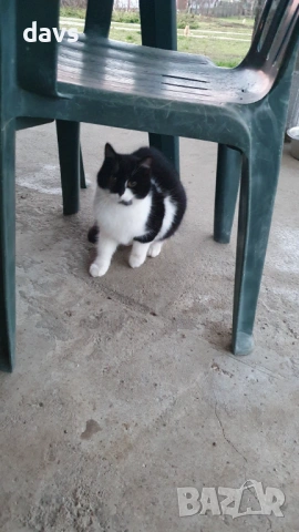 Дом за млади котета - остават сами на произвола на съдбата, снимка 14 - Други - 53050188