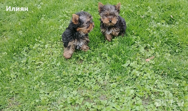 Йоркширски териер 