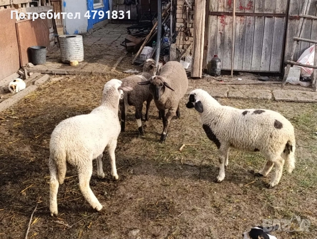 Продавам агнета!, снимка 2 - Овце - 54164545