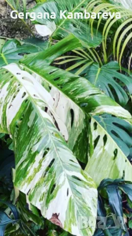 Monstera Lechleriana върхов резник, снимка 1 - Стайни растения - 46904348