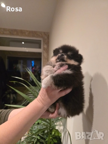Продавам померани , снимка 3 - Померан - 52681968