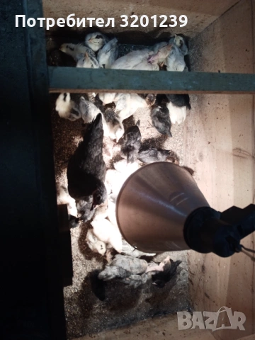 Продавам малки пилета 