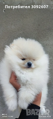 Померани момчета и момичета, снимка 2 - Померан - 53921119