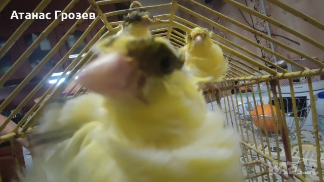 Продавам канари, снимка 13 - Канари - 53570041