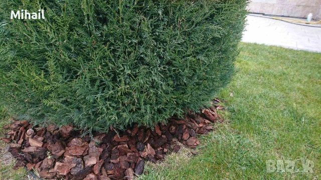 Боров чипс/ боров мулч 10.50Е, снимка 9 - Градински мебели, декорация  - 53930024