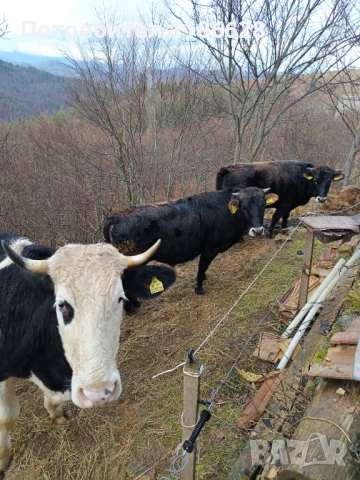 Продават се три телета 