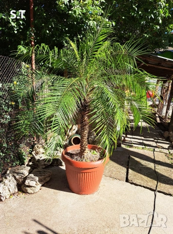 Палма Феникс рубелине