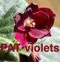 Saintpaulia Сейнтполия Сентполия African Violet Aфриканска теменужка стайна теменужка Фiалка, снимка 4
