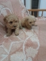Продавам мини пудели , снимка 3
