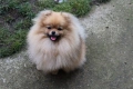 Миниатюрно момиченце померан с родословие FCI, снимка 15