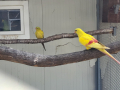 Жълти планински папагали, снимка 6