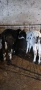 Продавам 2бр мъжки телета , снимка 3