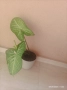Стайни растения за дома , снимка 3