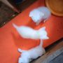 Бели котета търсят любящи стопани, снимка 5