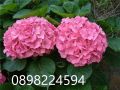  Хортензия -Hydrangea macrophylla, снимка 1